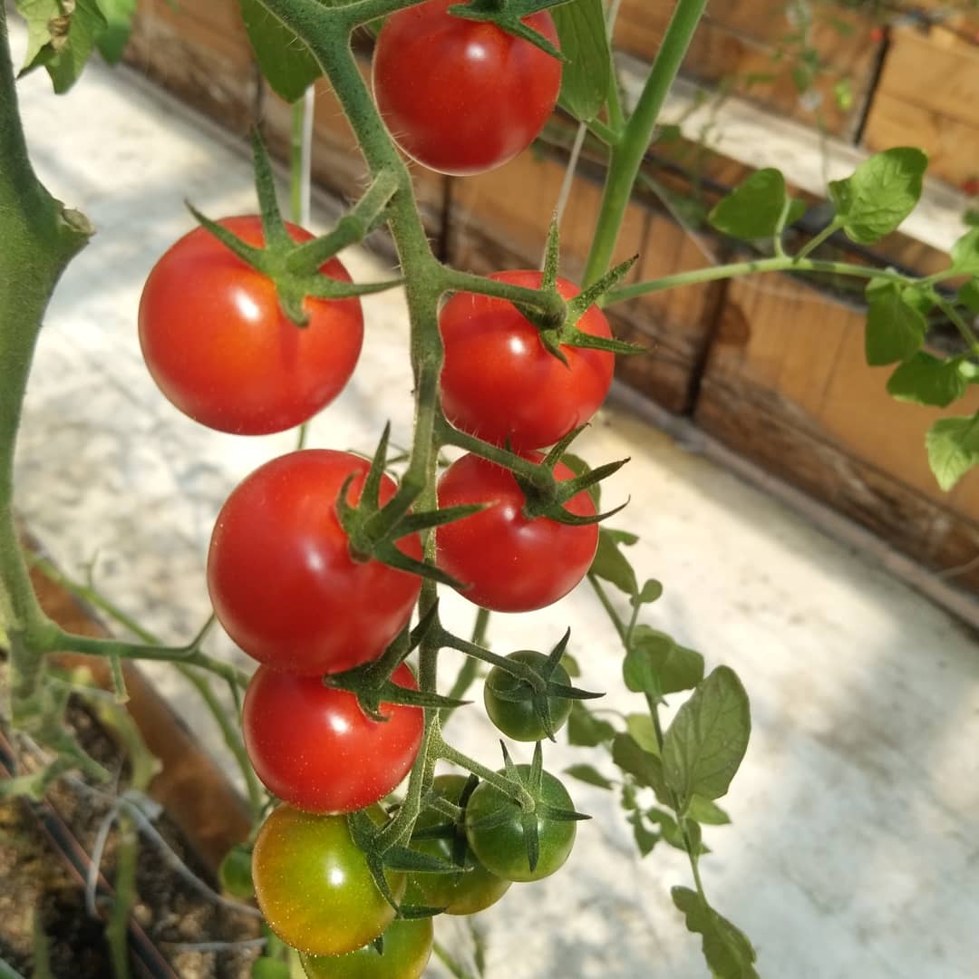 とびっきりの「美味（ミニ）トマト」